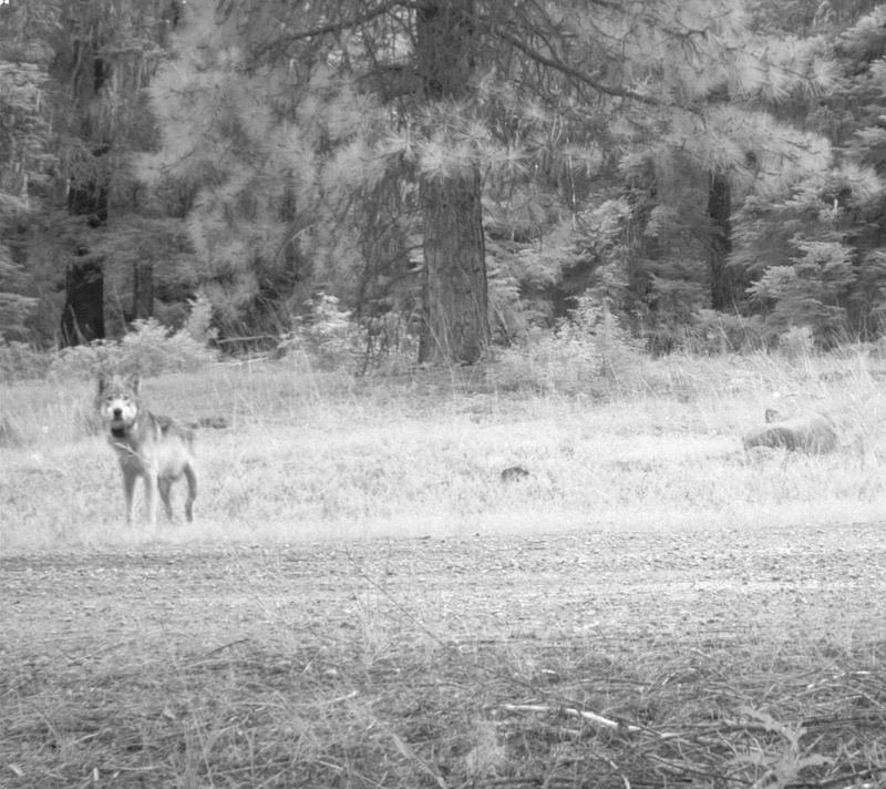 Illustration for article titled Here Are The First Wolf Pups in the Cascade Mountains Since The 1940s